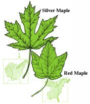 Silver Maple and Red Maple