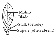 Parts of an Individual Leaf