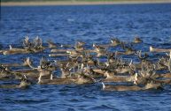 Caribou Swimming